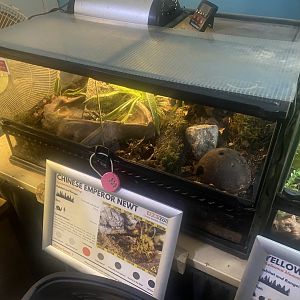 Emperor newt exhibit 050925