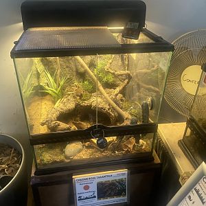 Chilean rose tarantula exhibit 050925