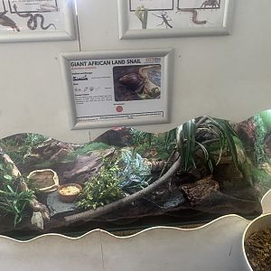 Giant African land snail exhibit 050925