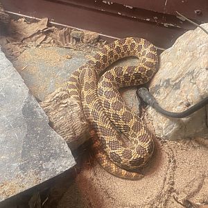 Western hognose snake 050925