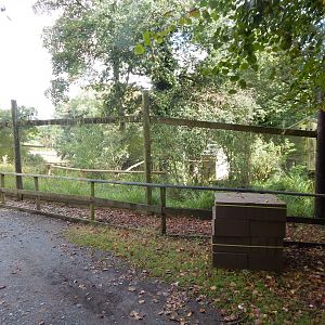 White-faced saki/Azara's agouti enclosure 050825