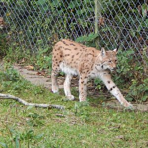 Carpathian lynx 050925