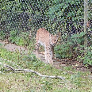 Carpathian lynx 050925