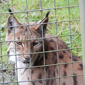 Carpathian lynx 050925