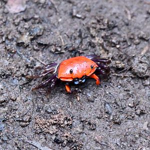 Thick-legged Fiddler Crab