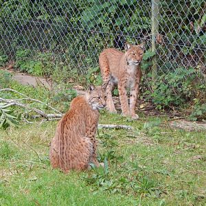 Carpathian lynxes 050925