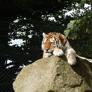 Siberian tiger 050925