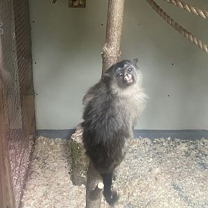 Black-tailed marmoset 050925