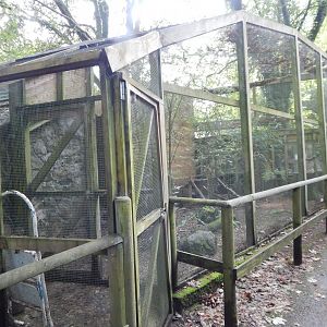 Javan green peafowl aviary 050925