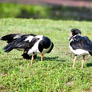 Magpie Geese