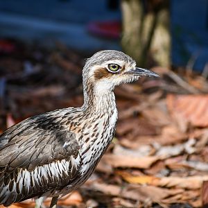 Bush Stone-Curlew