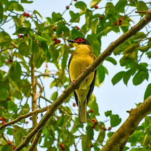 Australasian Figbird