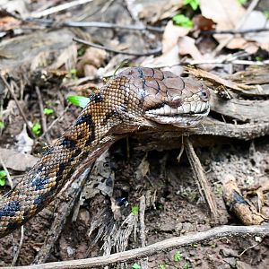 Australian Scrub Python (roadkill)