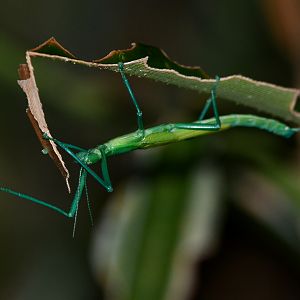 Peppermint Stick Insect
