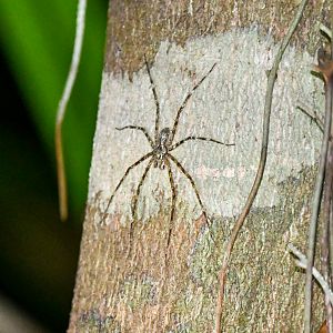 Australian Lichen Spider