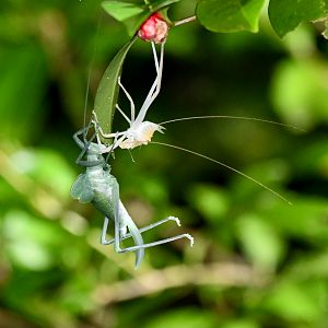 Mastighaphoides tuberculatus