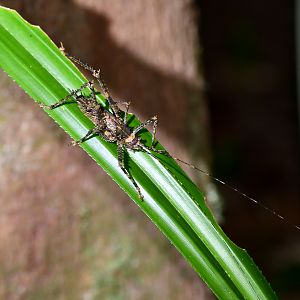 Spiny Rainforest Katydid