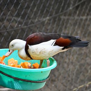 Radjah Shelduck stealing cassowary food