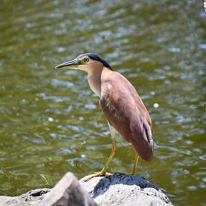 Nankeen Night Heron
