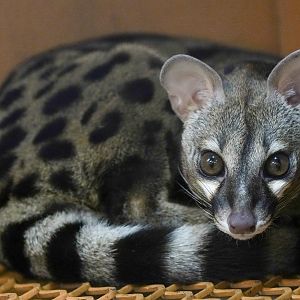 Genet sp.