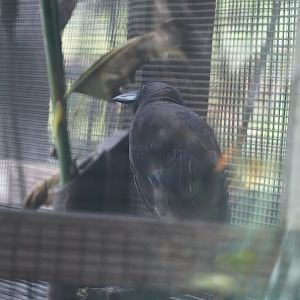 Hawaiian crow/ʻAlalā