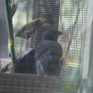 Hawaiian crow/ʻAlalā