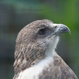 Hawaiian hawk/ʻIo