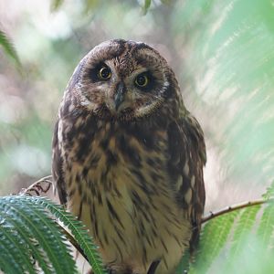 Hawaiian short-eared owl/Pueo