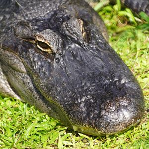 American alligator