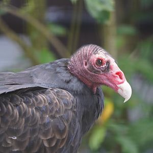 Turkey vulture