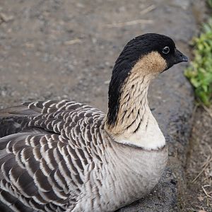 Hawaiian goose/Nene