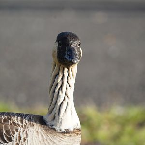 Hawaiin goose/Nene