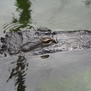 American alligator