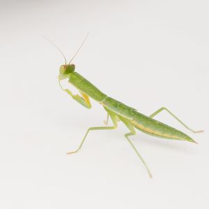 Australian Garden Mantis