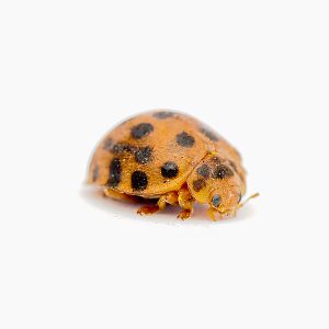 28-Spotted Potato Ladybird