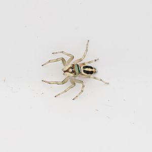 Sea-Green Northern Jumper