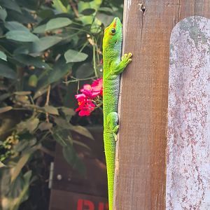 Rimbula - Greater Madagascar day gecko
