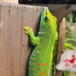 Rimbula - Greater Madagascar day gecko