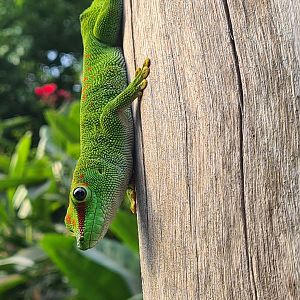Rimbula - Greater Madagascar day gecko