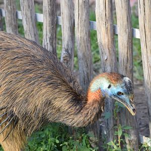 Northern cassowary - EkoPark Piešťany
