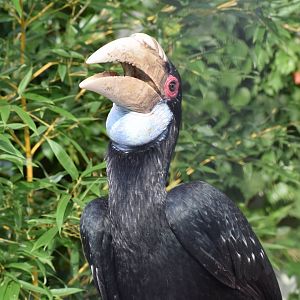 Wreathed hornbill - EkoPark Piešťany