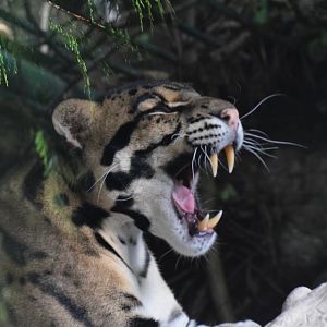Clouded leopard