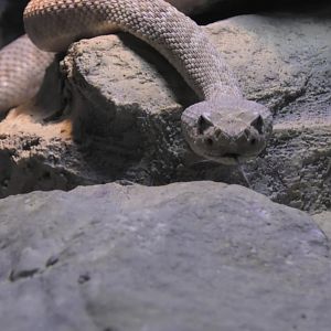 Santa Catalina Island Rattlesnake