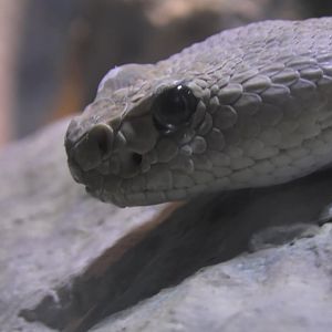 Santa Catalina Island Rattlesnake upclose shot