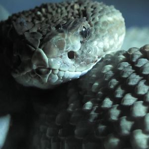 Arbua island rattlesnake