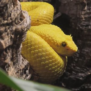 Eyelash viper