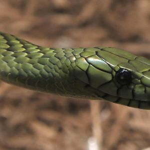 Green mamba