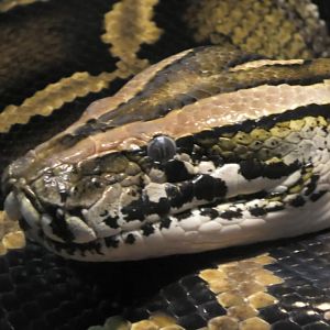 Burmese python