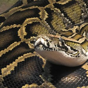 Burmese python looks up