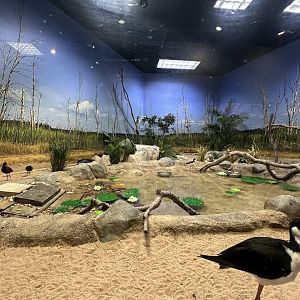 Sep. 2025 - Wild Life Trek - Stilt Exhibit